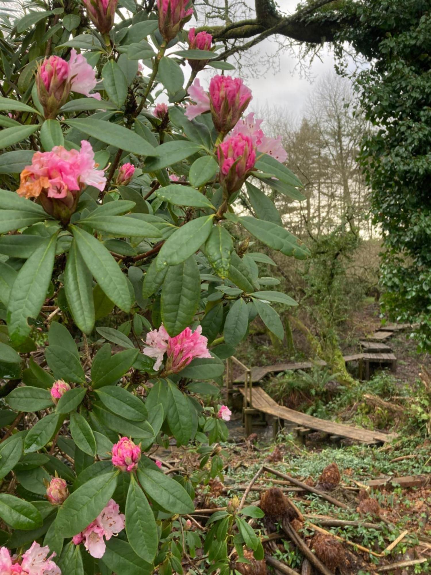 Hollyhocks Holiday Home- 2 Bedroomed Ground Floor Apartment Sleeps 5 Ivybridge Extérieur photo